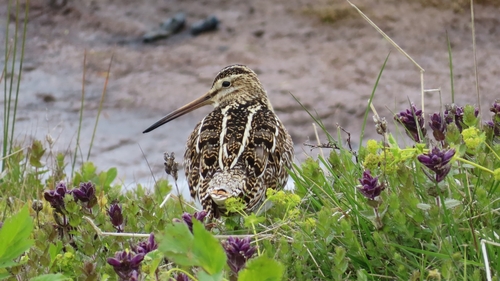 Agachadiza común (Gallinago gallinago)