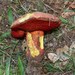 Boletus rhodoxanthus - Photo (c) David Renoult, some rights reserved (CC BY-NC), uploaded by David Renoult