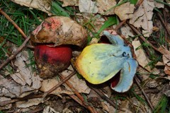 Rubroboletus rhodoxanthus