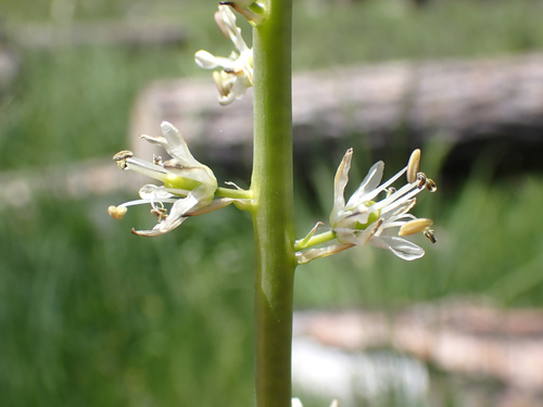 white rushlily (Hastingsia alba)