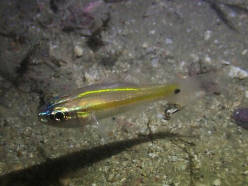 Cavite cardinalfish (Ostorhinchus cavitensis) — Apogonidae