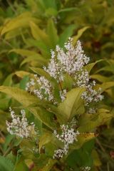 Koenigia polystachya