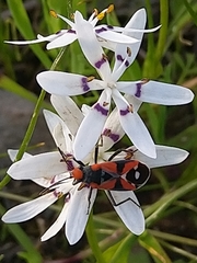 Melanerythrus mactans