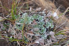 Potentilla × villosula