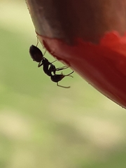 Camponotus werthi