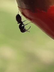 Camponotus werthi