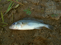 Gymnocephalus cernua