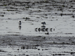 Calidris alpina