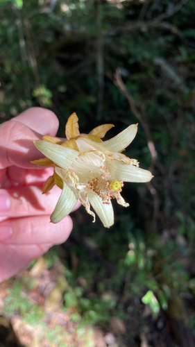 Luehea grandiflora, photograph 2