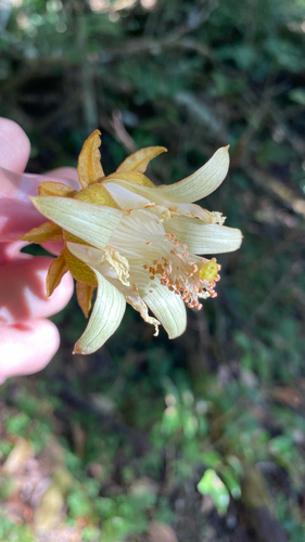 Luehea grandiflora, photograph 5