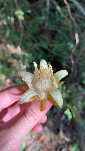 Luehea grandiflora, photograph 6