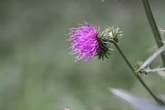 Cirsium nipponicum incomptum