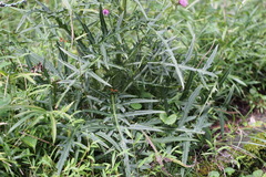 Cirsium nipponicum incomptum