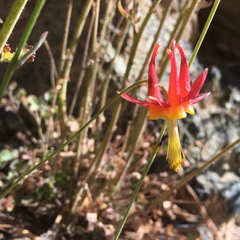 Aquilegia eximia