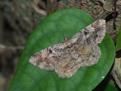 Psilalcis pulveraria