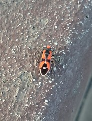 Melanerythrus mactans