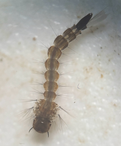 Asian Tiger Mosquito photo 5