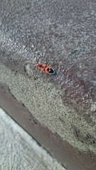 Melanerythrus mactans