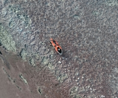 Melanerythrus mactans