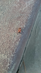 Melanerythrus mactans