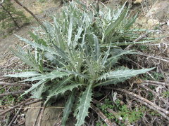 Cirsium argillosum