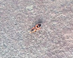 Melanerythrus mactans