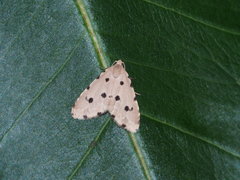 Metaemene atrigutta maculata