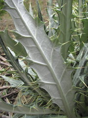 Cirsium argillosum