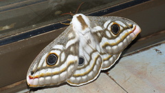 Heniocha apollonia