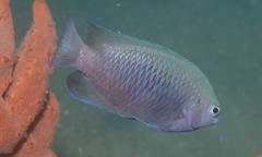 Pomacentrus australis