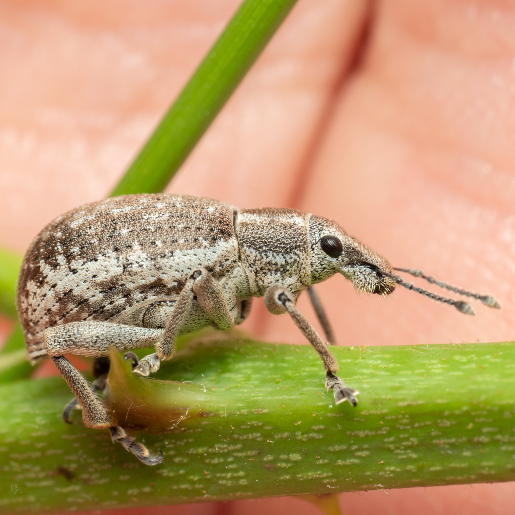 Attactagenus dispar