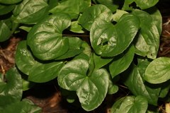 Epimedium × versicolor