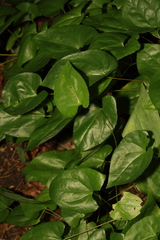 Epimedium × versicolor