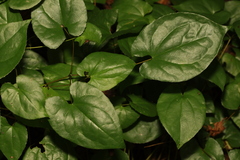 Epimedium × versicolor