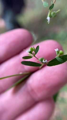 Euphorbia foliolosa