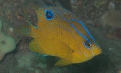 Parma oligolepis