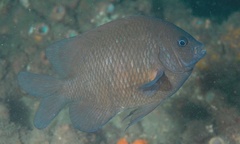 Parma oligolepis