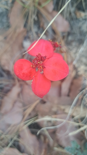 Euphorbia strigosa, photograph 1