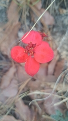 Euphorbia strigosa