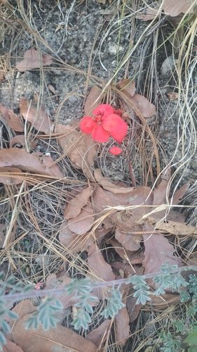 Euphorbia strigosa, photograph 2
