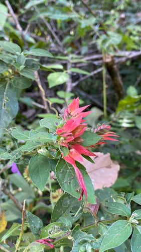 Lepidagathis floribunda, photograph 5