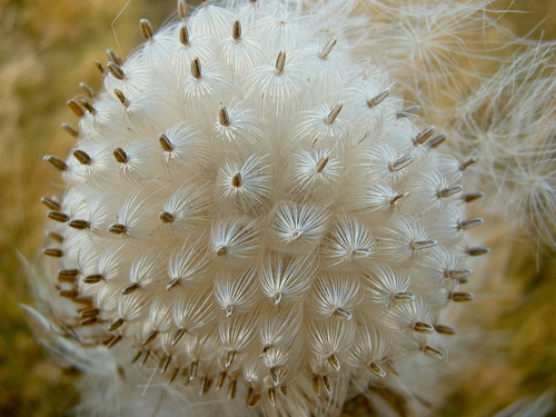 Cirsium vulgare