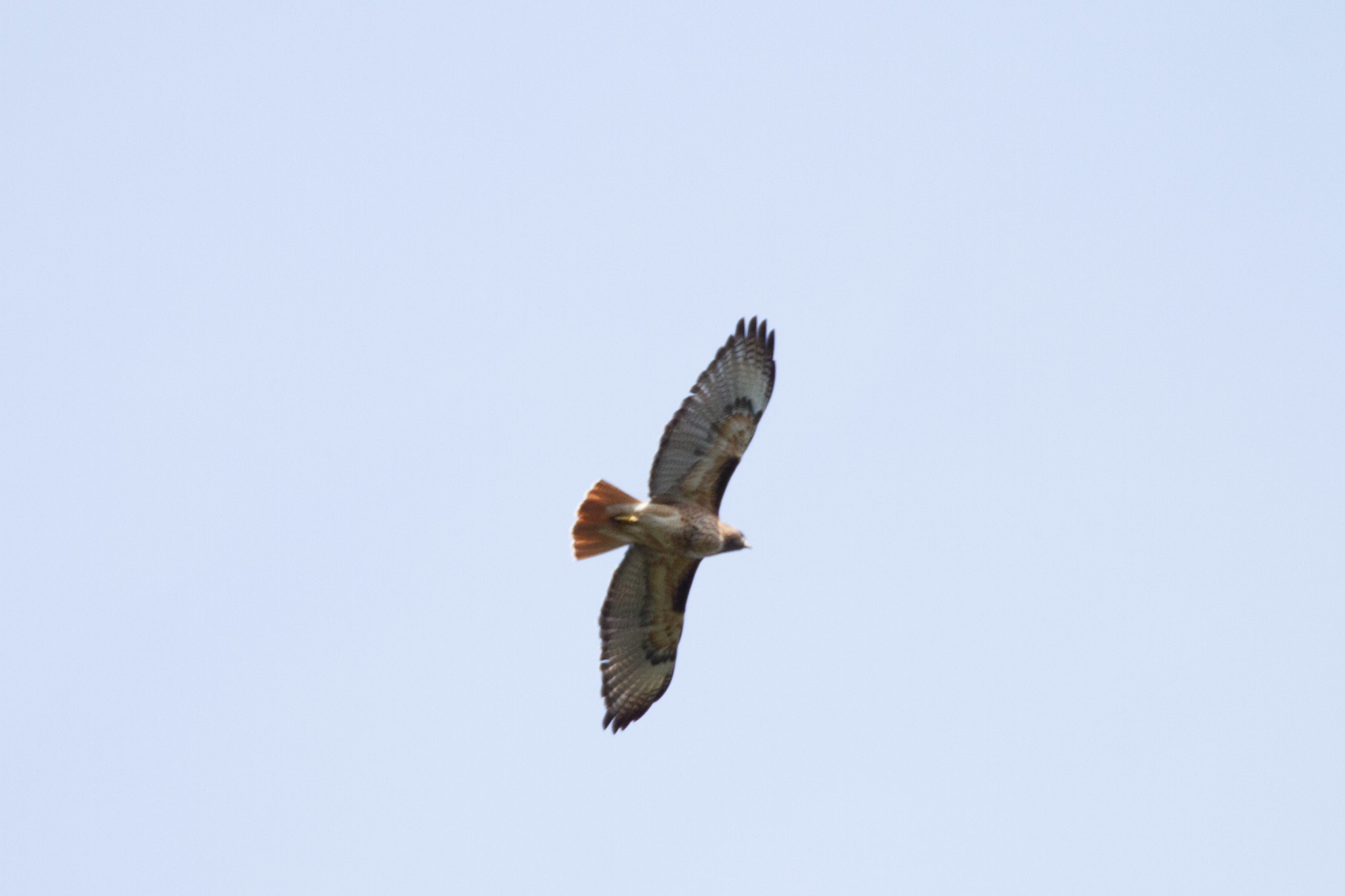 Red-tailed Hawk