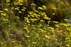 Crocidium multicaule