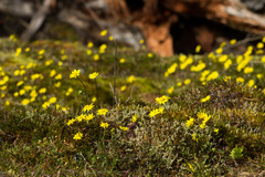 Crocidium multicaule