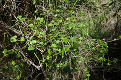 Scandia geniculata