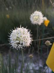 Allium ericetorum