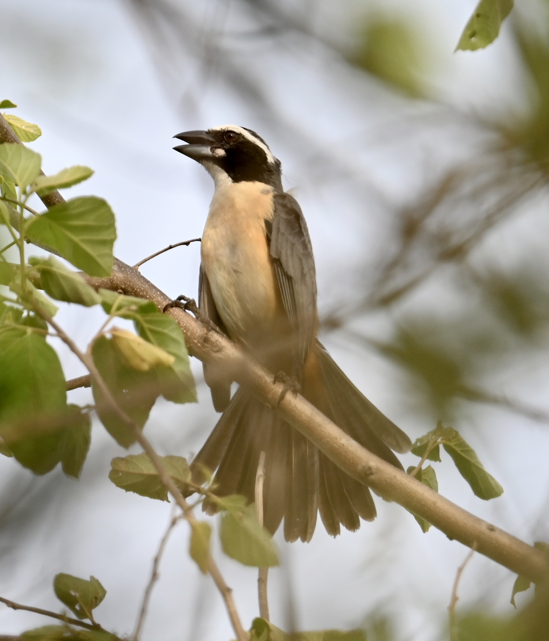 Orinoco Saltator (Saltator orenocensis), photo 9