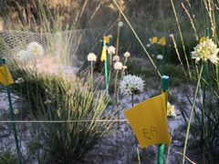 Allium ericetorum