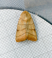 Charanyca trigrammica